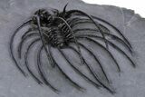 Rare, Spiny Heliopeltis Trilobite - Top Quality Example #347767-5